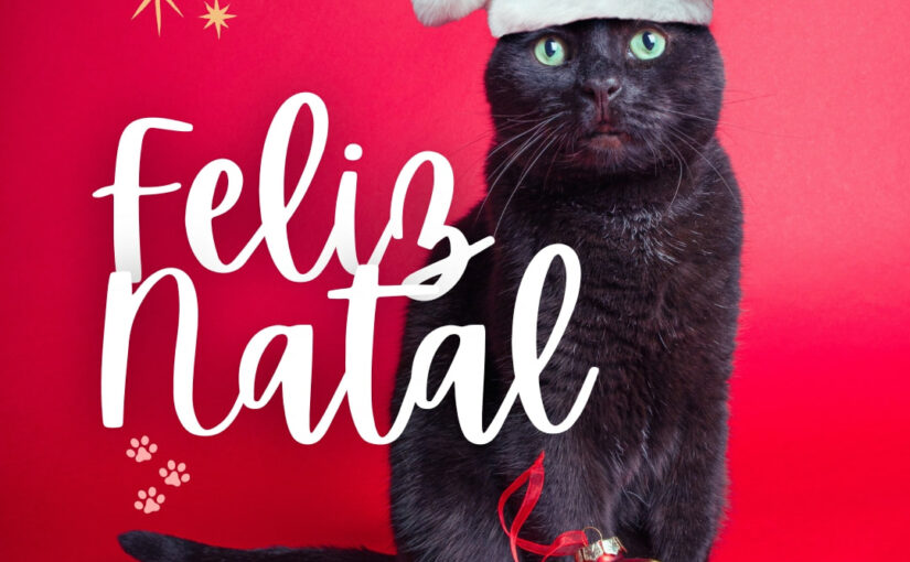 Feliz Natal felino! Muitos ronrons e momentos especiais