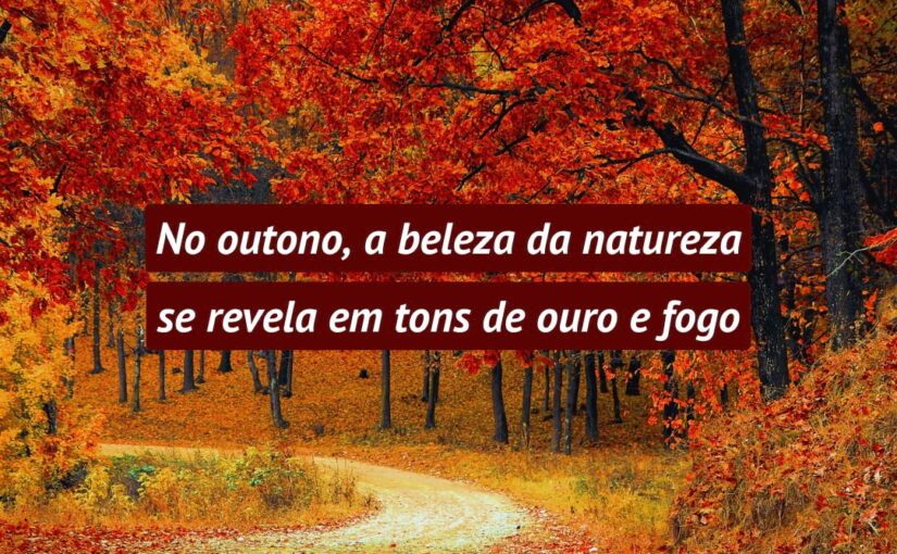 No outono, a beleza da natureza se revela em tons de ouro e fogo